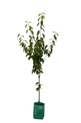 Malus - Tschononskii - 230mm Bagged