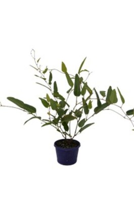 Hardenbergia - Happy Wanderer 140mm Pot