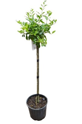 Duranta - Geisha Girl Standard 200mm Pot