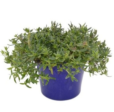 Lithodora - Grace Ward 150mm Pot (VN)
