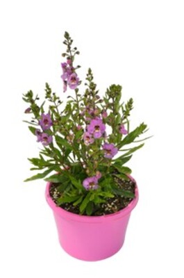 Angelonia - Archangel Pink 150mm Pot (VN)
