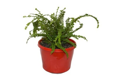 Nephrolepis - Duffii Sword Fern 150mm Pot (VN)