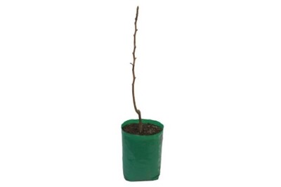Prune - Robe de Seargent - 230mm Bagged
