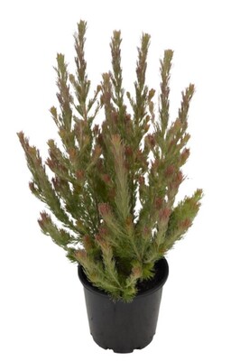 Adenanthos - Bronze Glow 140mm Pot