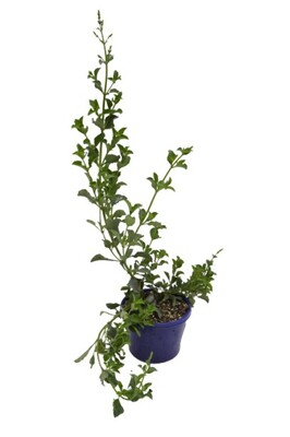 Salvia - African Sky 150mm Pot (VN)
