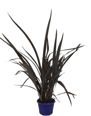 Phormium - Purple Haze 150mm Pot (VN)
