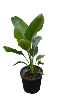 Strelitzia reginae - Bird of Paradise 200mm Pot