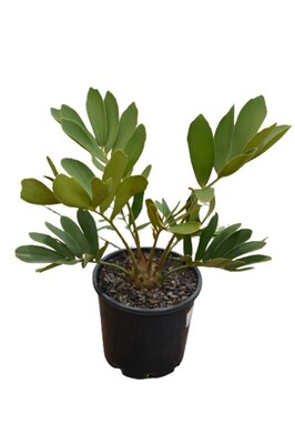 Zamia - Cardboard Palm 200mm Pot