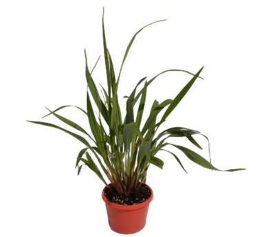 Dianella - Cherry Red 150mm Pot (VN)