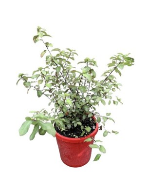 Pittosporum Shorty 150mm Pot (VN)