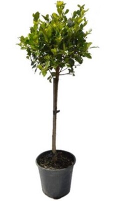 Ficus - Emerald Standard 250mm Pot