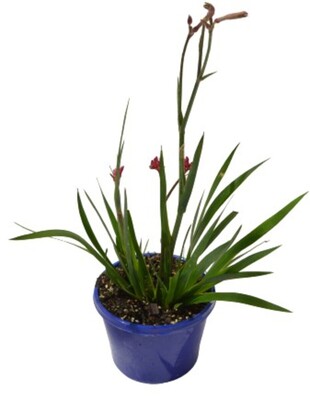 Anigozanthos Bush Elegance - Kangaroo Paw 150mm Pot (VN)