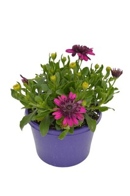 Osteospermum - 3D Purple 150mm Pot (VN)