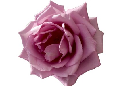 Rose 2ft Patio - Blue Moon 250mm Pot (VN)