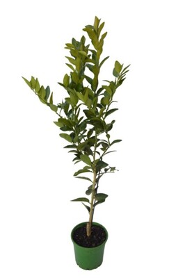 Lime - Kaffir Dwarf 200mm Pot