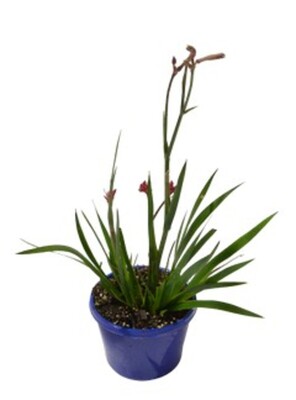 Anigozanthos Bush Surprise 150mm (VN)