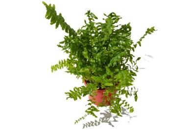 Nephrolepis - Stingray Fern 150mm Pot (VN)