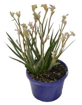 Anigonzanthos Bush Diamond - Kangaroo Paw - 150mm Pot (VN)