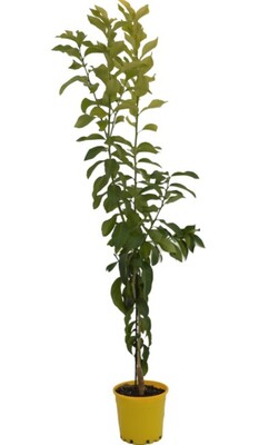 Lemon - Eureka 200mm Pot
