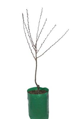 Nectarine - Fantasia Dwarf - 230mm Bagged