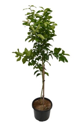 Lime - Tahitian 400mm Pot (Advanced)