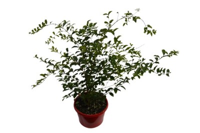 Ligustrum - Box Leaved Privet 150mm Pot (VN)