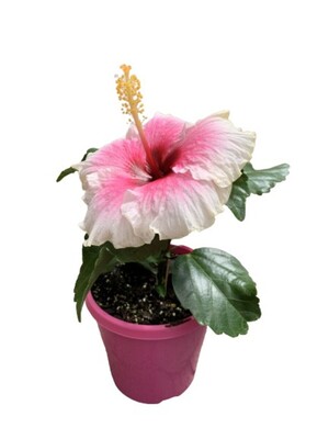 Hibiscus Rio Clara - Shabby Chic 150mm Pot (VN)