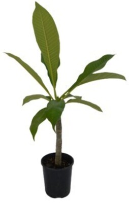 Plumeria - Pink Frangipani 180mm Pot