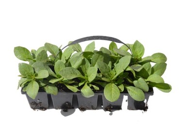 Petunia Ez Rider Mix - 10 Pack