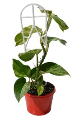Pothos - Marble Queen 150mm Pot (VN)