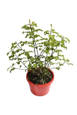 Pittosporum - Tasman Ruffles 150mm Pot (VN)