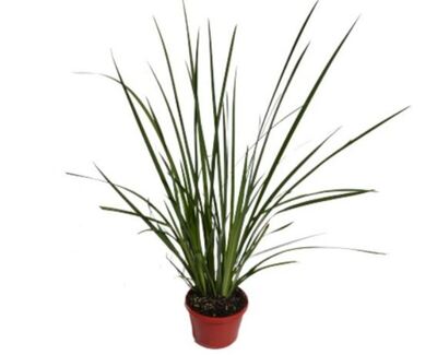 Dietes - Bicolour 150mm Pot (VN)
