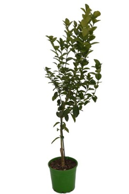 Lime - Sublime 200mm Pot