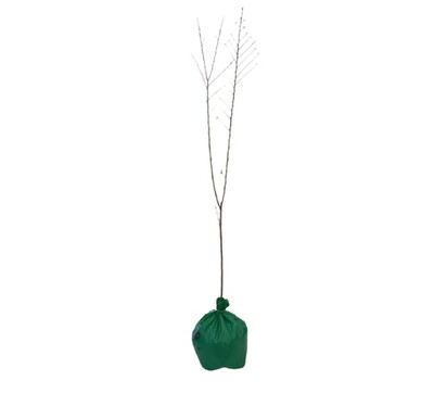 Peach - Anzac Dwarf - Wrapped Bag*