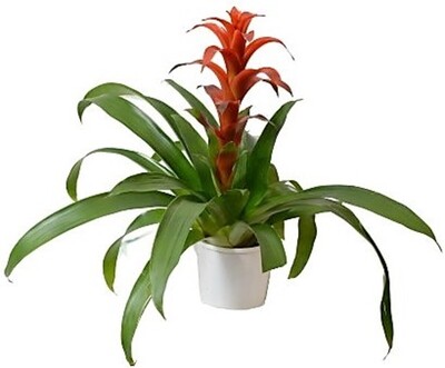 Bromeliad - Guzmania 140mm Pot