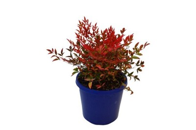 Nandina Domestica - Moon Bay 200mm Pot (VN)