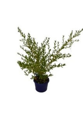 Ceanothus - Blue Pacific 150mm Pot (VN)