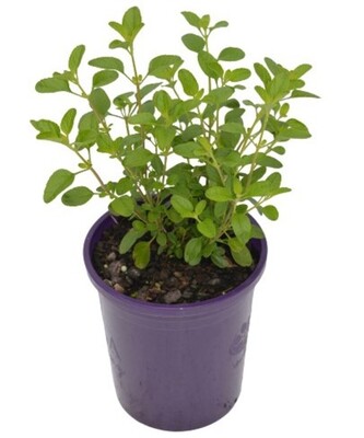 Salvia - Heatwave Inferno 140mm Pot