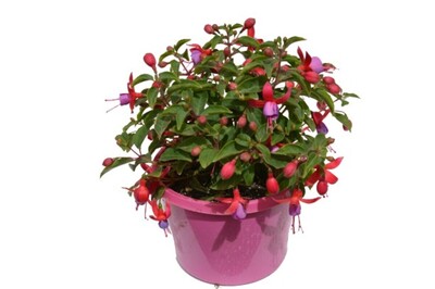 Fuchsia - Bella Sarah 150mm Pot (VN)