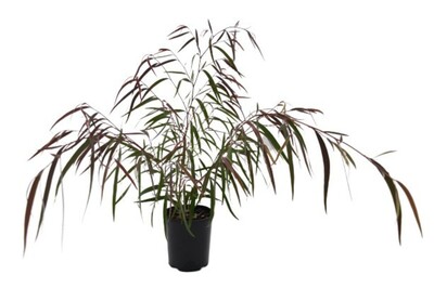 Agonis - Burgundy 150mm Pot