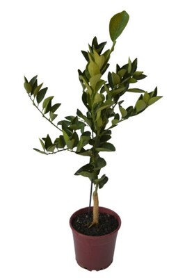 Orange - Lanes Late Navel Advanced Dwarf 250mm Pot