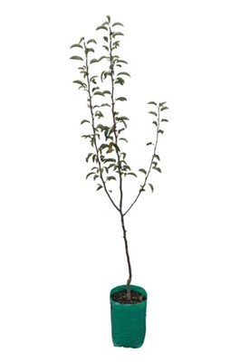Pear - Packhams Triumph - 230mm Bagged