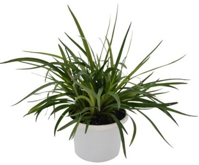 Liriope muscari - Monroe White 150mm Pot (VN)