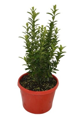 Euonymus Japonica - Tom Thumb 150mm Pot (VN)