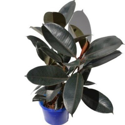 Ficus elastica - Burgundy 150mm Pot (VN)