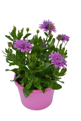 Osteospermum - 3D Pink 150mm Pot (VN)