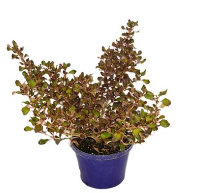 Coprosma - Karo Red 150mm Pot (VN)
