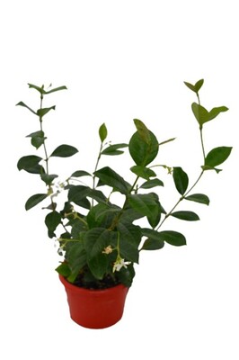 Trachelospermum - Star Jasmin 200mm Pot