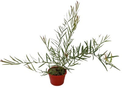 Acacia Iteaphylla - Flinders Range Wattle 200mm
