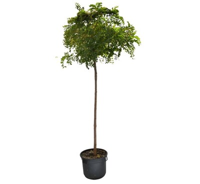 Robinia - Mop Top (Short Graft) 500mm Pot (VN)